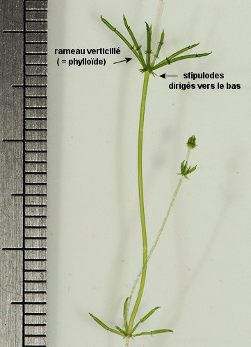 Lamprothamnium papulosum