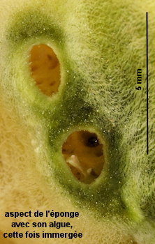 Microspora ficulinae