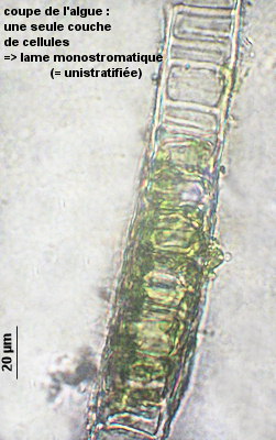 Monostroma grevillei