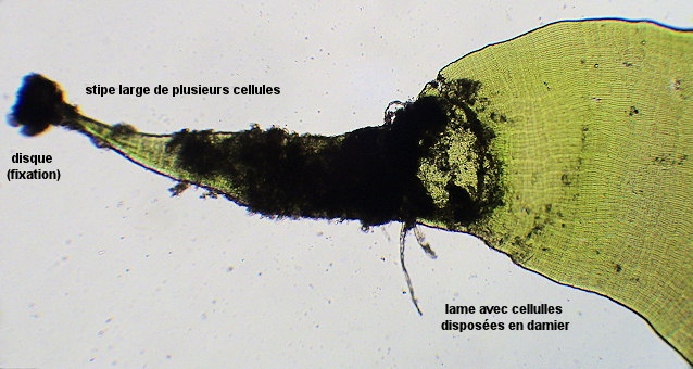 Prasiola stipitata