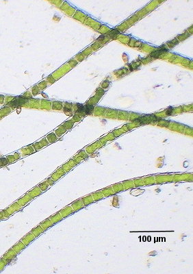 Rhizoclonium riparium