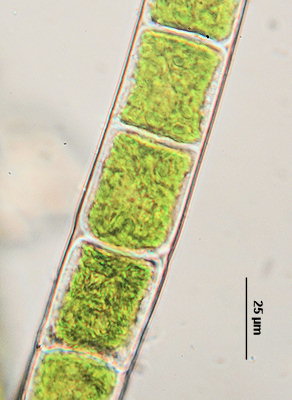 Rhizoclonium riparium