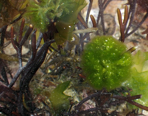 Spongomorpha aeruginosa