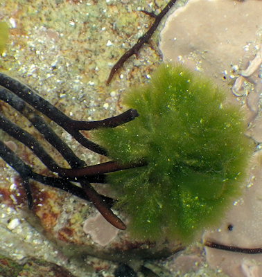 Spongomorpha aeruginosa