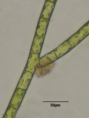 Spongomorpha aeruginosa