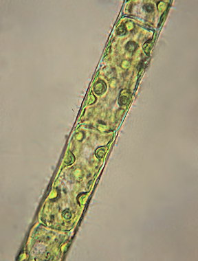 Spongomorpha aeruginosa