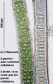 Ulothrix