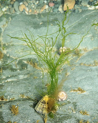 Ulva compressa