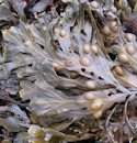 Fucus vsiculeux