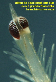 Acromegalomma vesiculosum