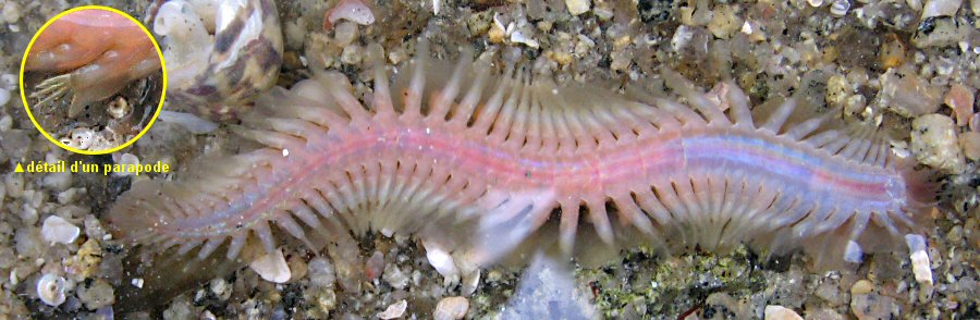 Alentia gelatinosa