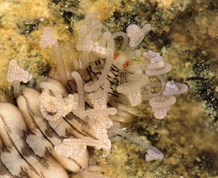 Amblyosyllis spectabilis