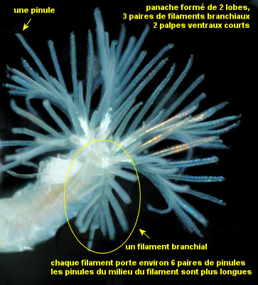 Amphicorina armandi
