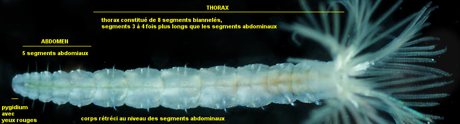 Amphicorina armandi