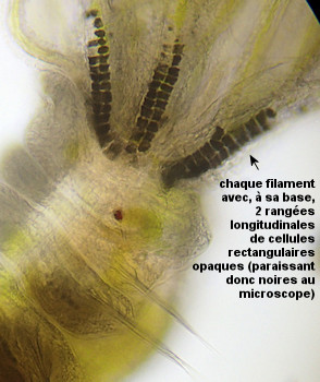 Amphicorina armandi