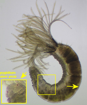 Amphicorina armandi