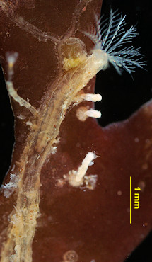 Amphiglena mediterranea