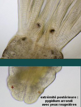 Amphiglena mediterranea
