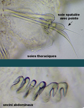 Amphiglena mediterranea