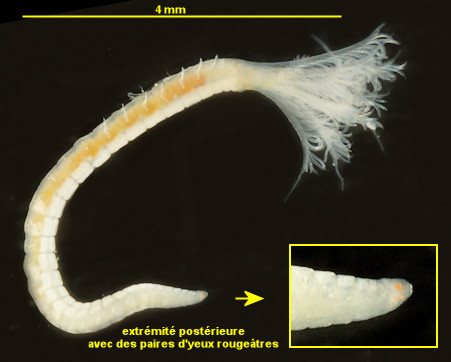 Amphiglena mediterranea