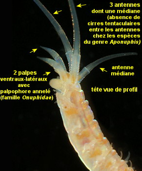 Aponuphis bilineata