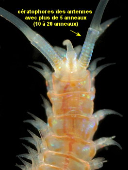 Aponuphis bilineata