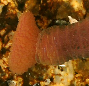 Arenicolides ecaudata