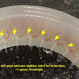 Armandia polyophthalma