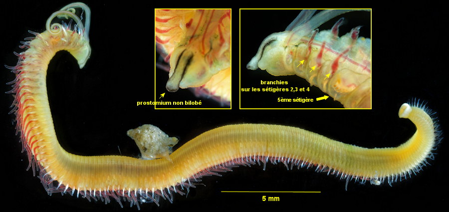 Boccardia proboscidea