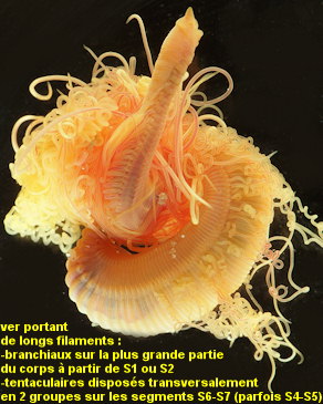 Cirriformia tentaculata