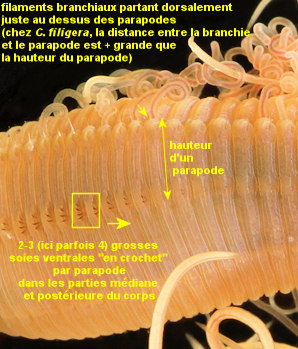 Cirriformia tentaculata