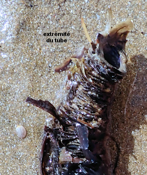 Diopatra