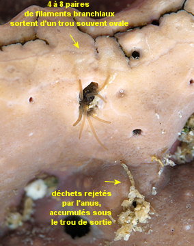 Dodecaceria sp