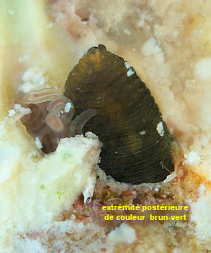 Dodecaceria sp