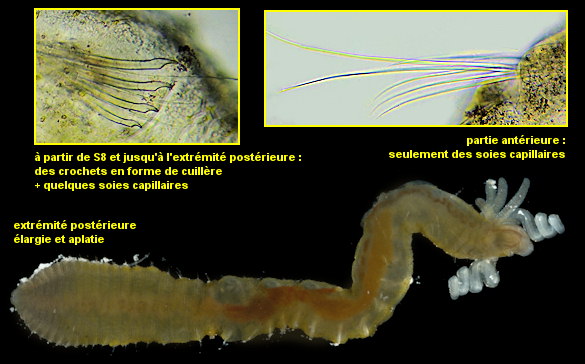 Dodecaceria sp