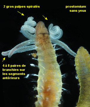 Dodecaceria sp