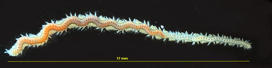 Eulalia tripunctata