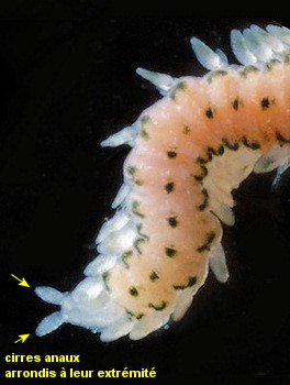 Eulalia tripunctata