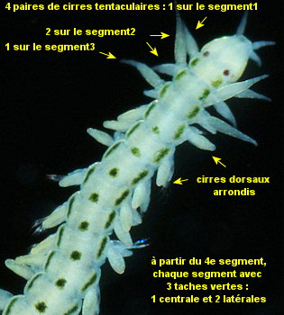 Eulalia tripunctata