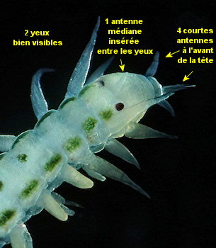 Eulalia tripunctata