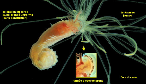 Eupolymnia cf meissnerae