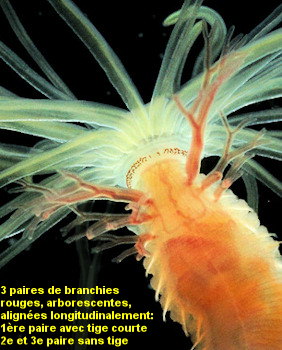 Eupolymnia cf meissnerae