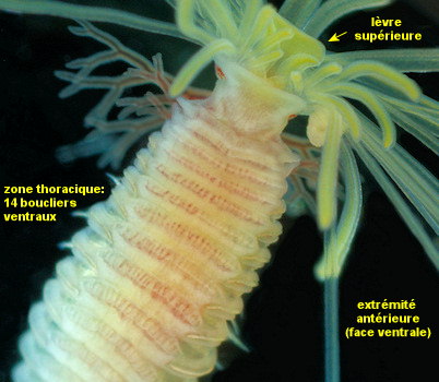 Eupolymnia cf meissnerae