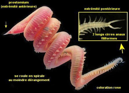 Glycera tridactyla