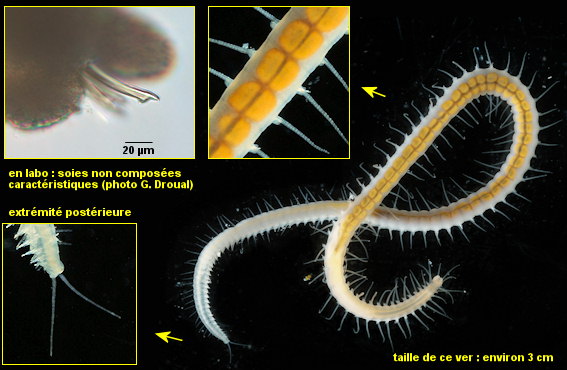 Haplosyllis spongicola