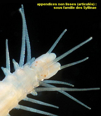 Haplosyllis spongicola