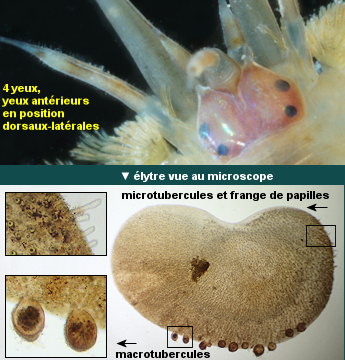 Harmothoe extenuata