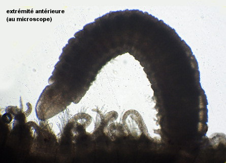 Labrorostratus sp