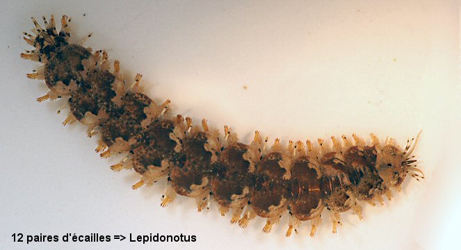 Lepidonotus clava