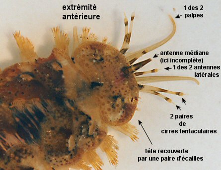 Lepidonotus clava